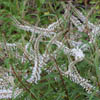 Hebe stenophylla 'White Lady'